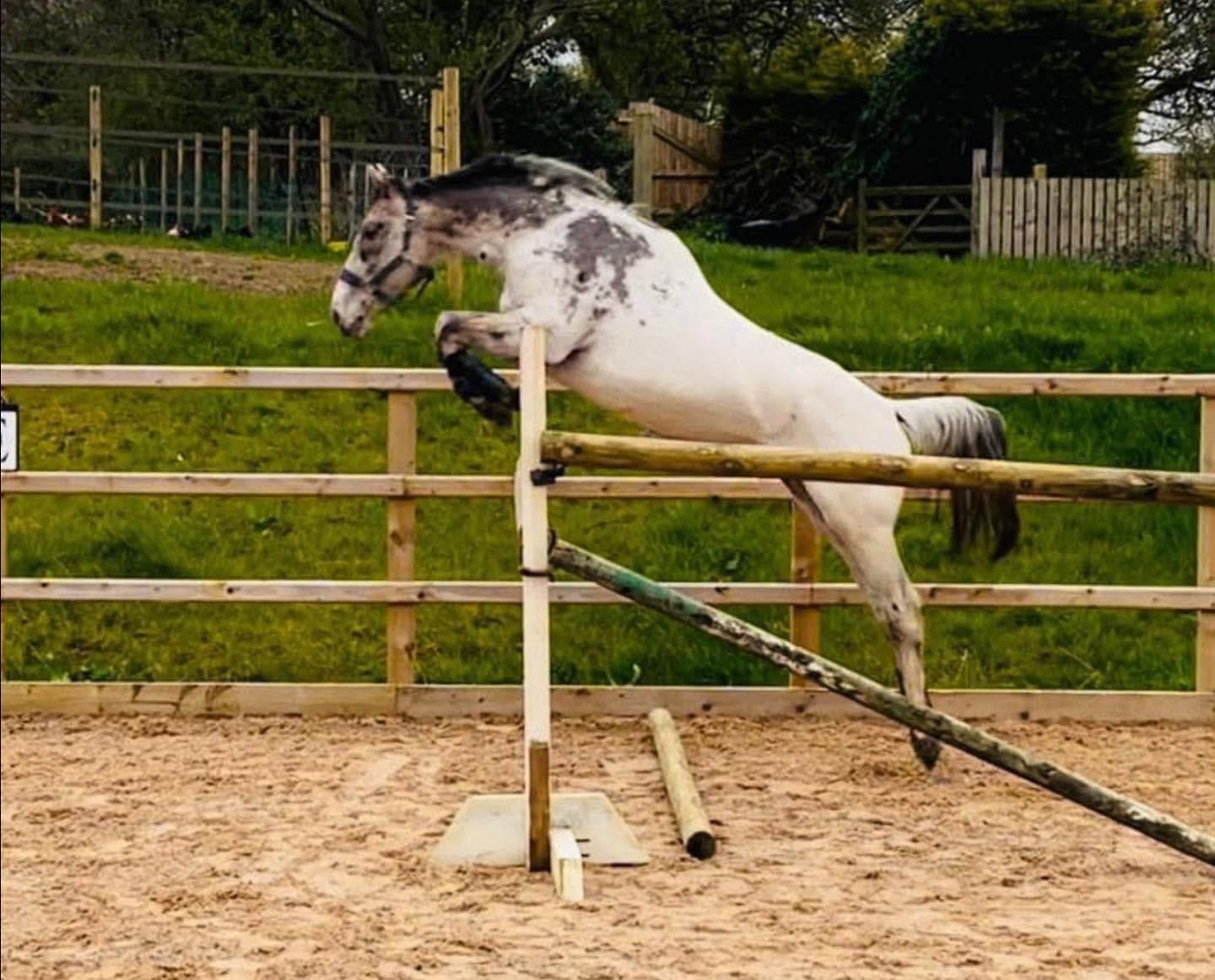Donatello, a Knabstrupper FewSpot stallion, clearing a show-jumping pole in the arena