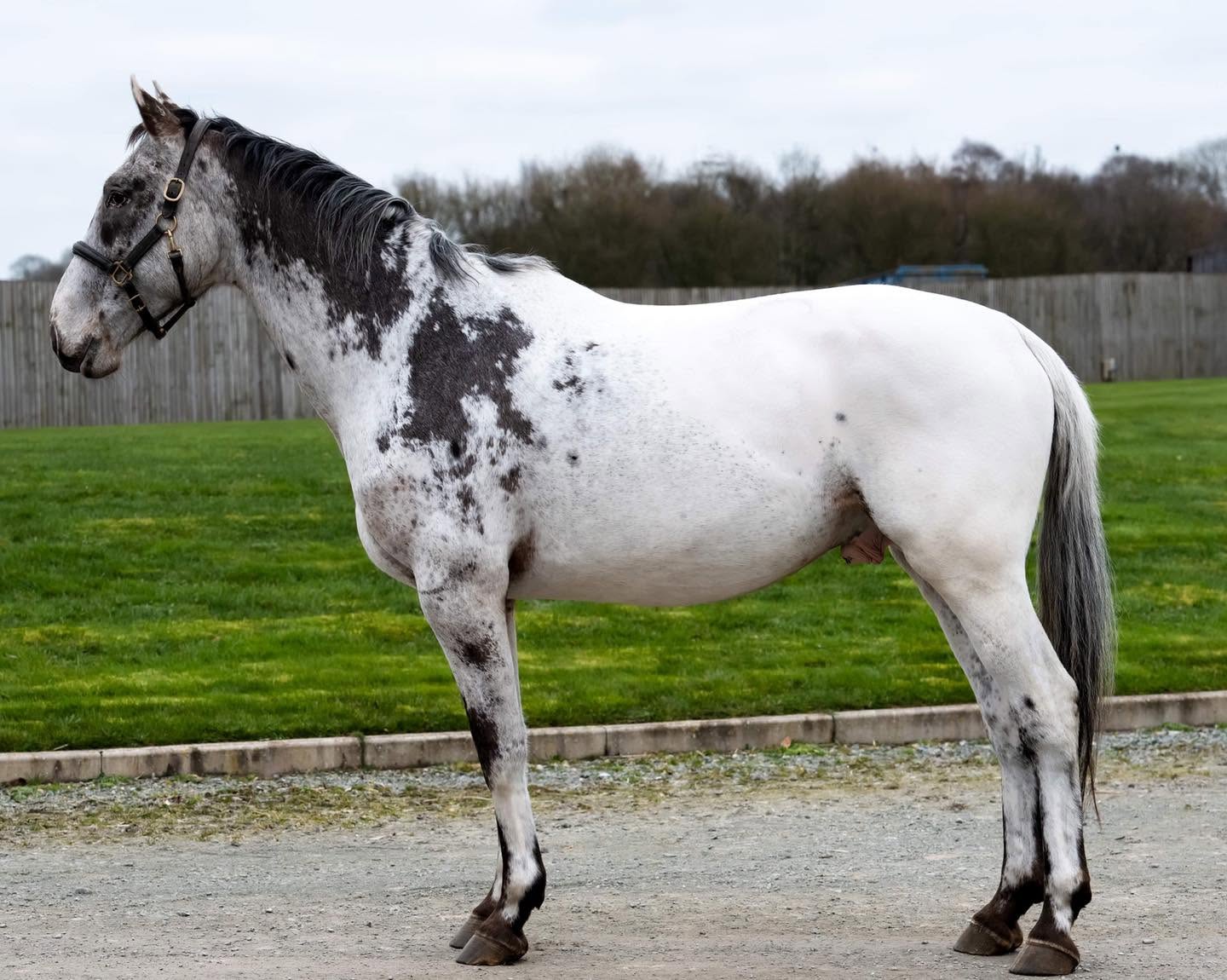 Donatello standing in profile, showcasing his distinctive black and white FewSpot spotting