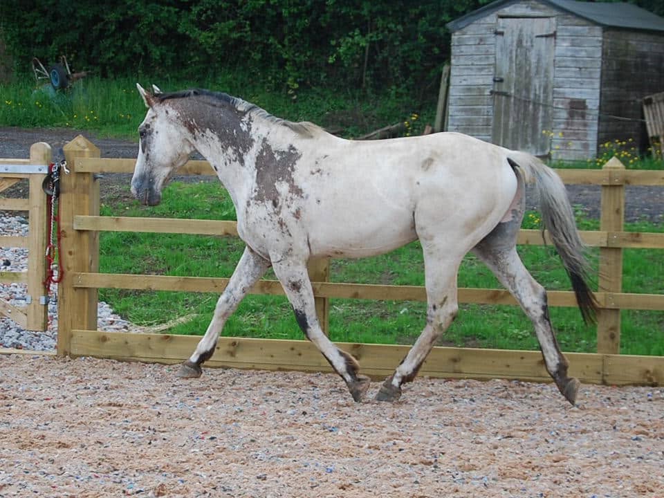 Donatello trotting alongside the paddock fence, displaying his spotted coat