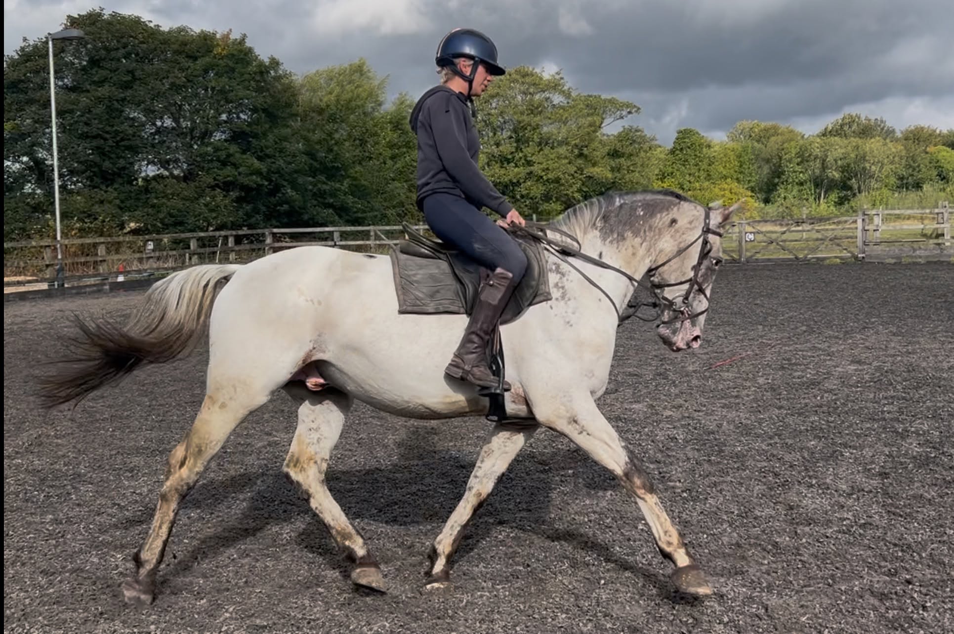 Donatello being ridden at a trot in the outdoor arena