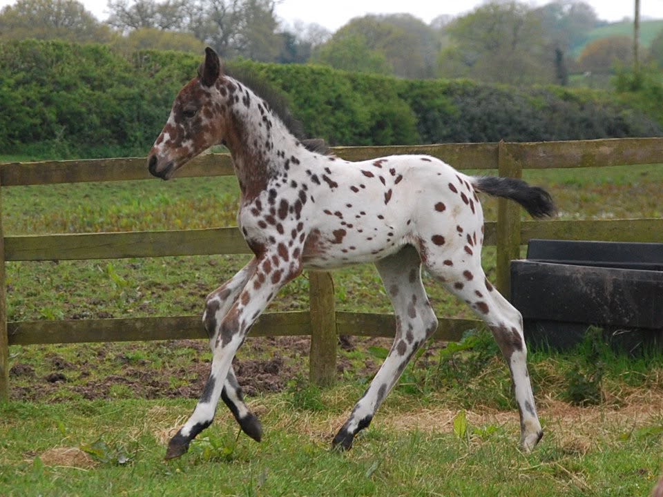 HALONA ENCHANTED STORM
